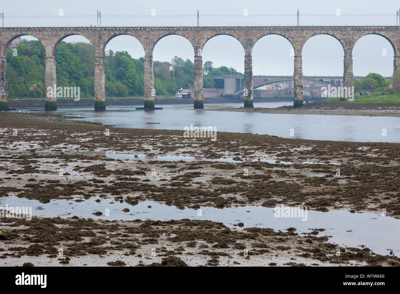 La boue estuariens exposés à marée basse sous le pont frontière royale sur la rivière Tweed, Berwick upon Tweed, Northumberland, Angleterre. Banque D'Images