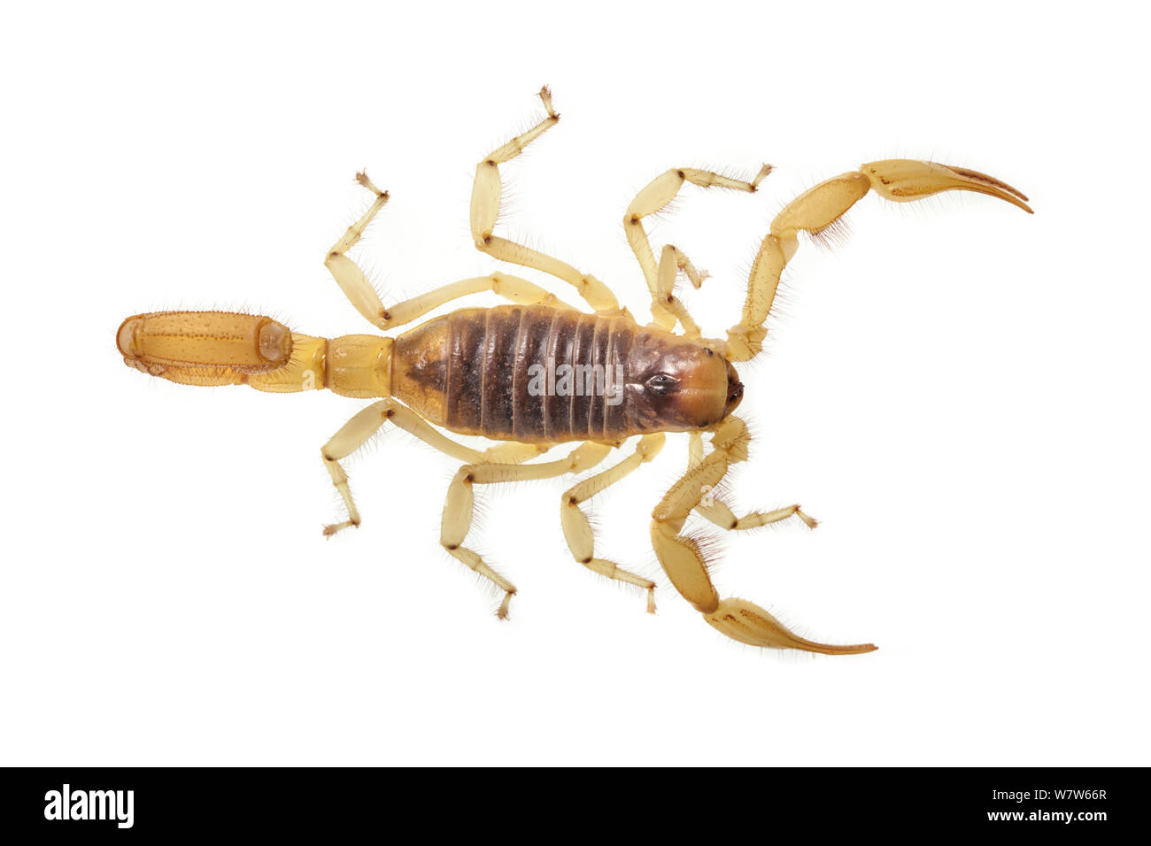 Hairy désert (Scorpion Hadrurus arizonensis) photographié sur un fond blanc. Captive, originaire d'Amérique du Nord. Banque D'Images