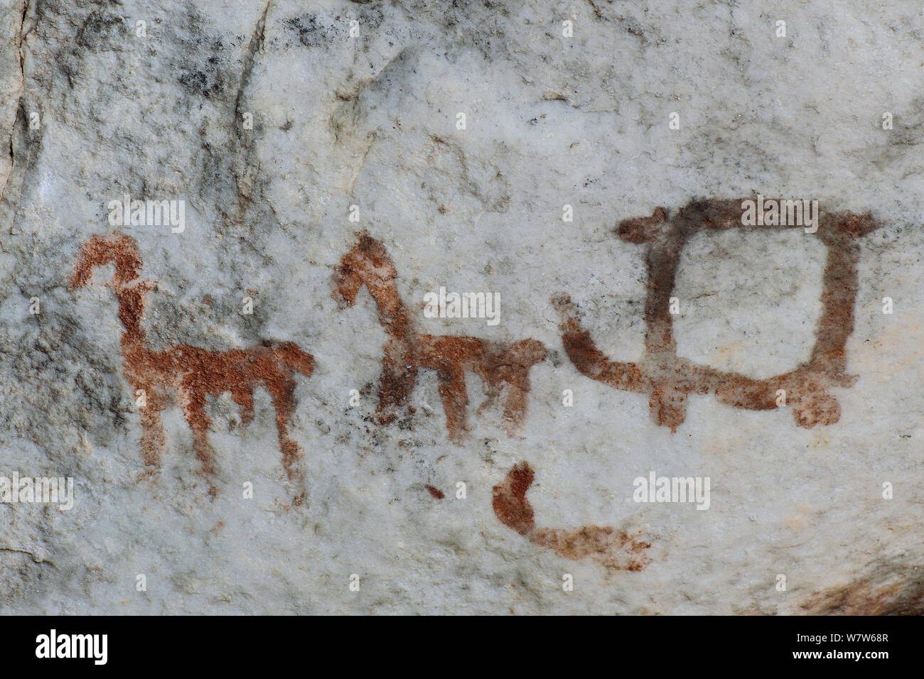 Dessin de chevaux tirant panier faites par les peuples autochtones lorsque les Européens sont arrivés en Afrique du Sud, Kagga Kamma Cederberg, montagne, Afrique du Sud. Banque D'Images