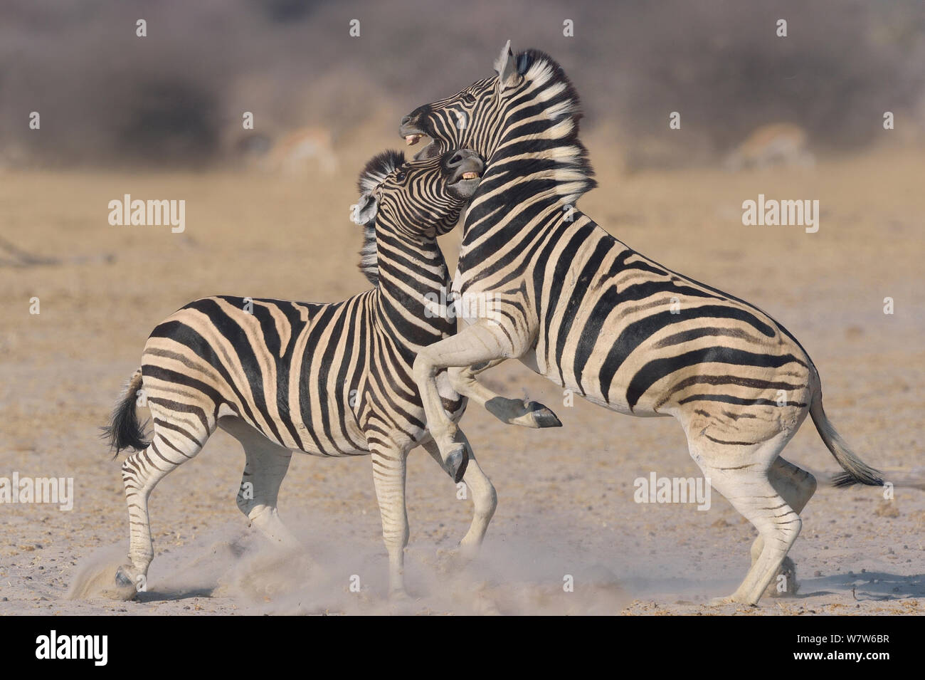 Deux Burchell / zèbre Des Plaines (Equus quagga burchelli) / etalons combats, Etosha National Park, Namibie, août. Banque D'Images