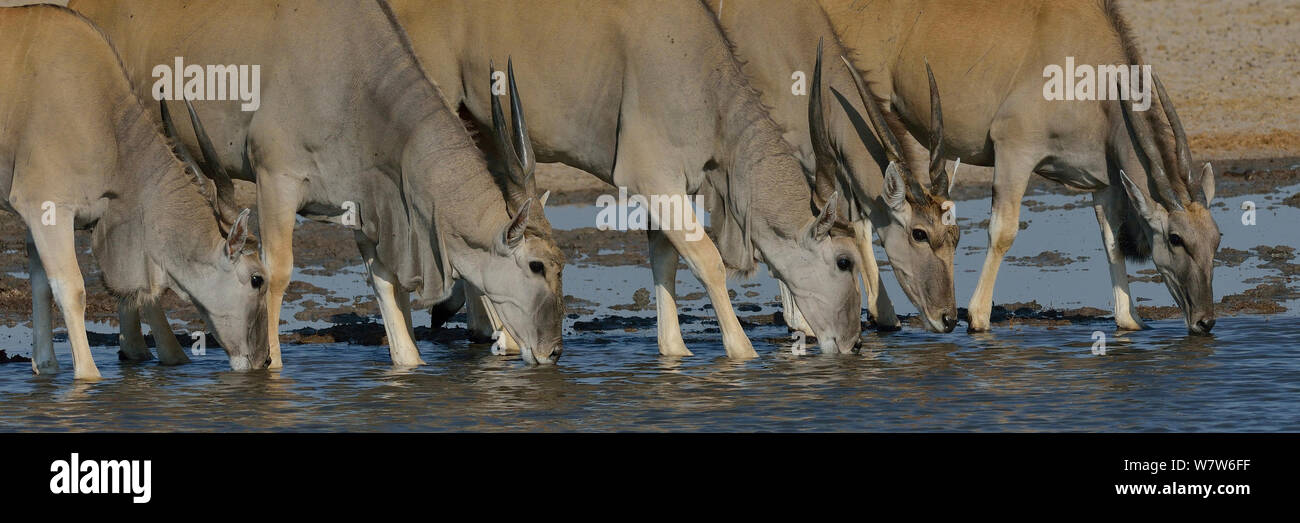 Le sud / Common eland (Taurotragus oryx) boire à un étang, Etosha National Park, Namibie, juillet. Banque D'Images