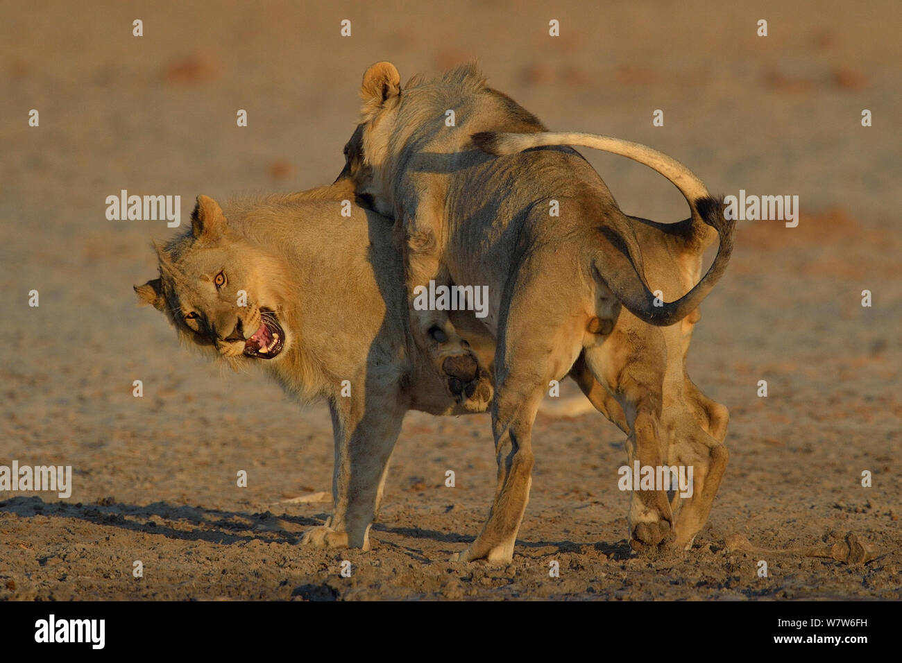 Jeunes lions (Panthera leo) jouant, Etosha National Park, Namibie, juillet. Banque D'Images