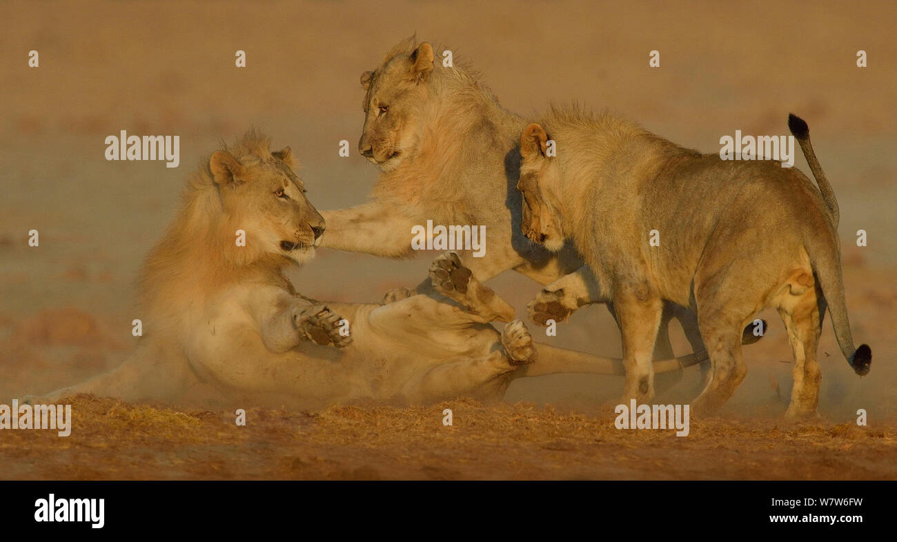 Sous toi homme adulte lions (Panthera leo) jouer combats, Etosha National Park, Namibie, juillet. Banque D'Images