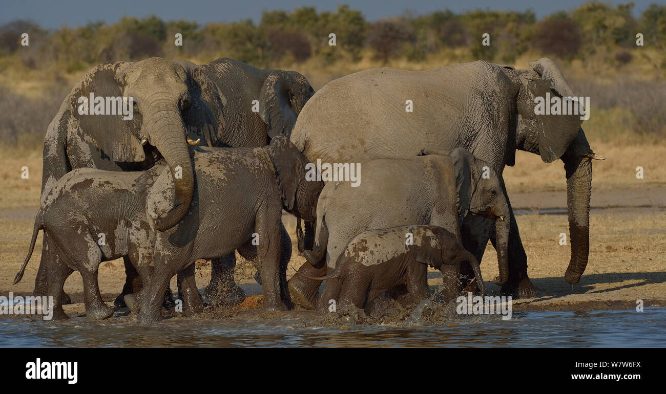 L'éléphant africain (Loxodonta africana) family crossing waterhole, Etosha National Park, Namibie, juillet, espèces vulnérables. Banque D'Images