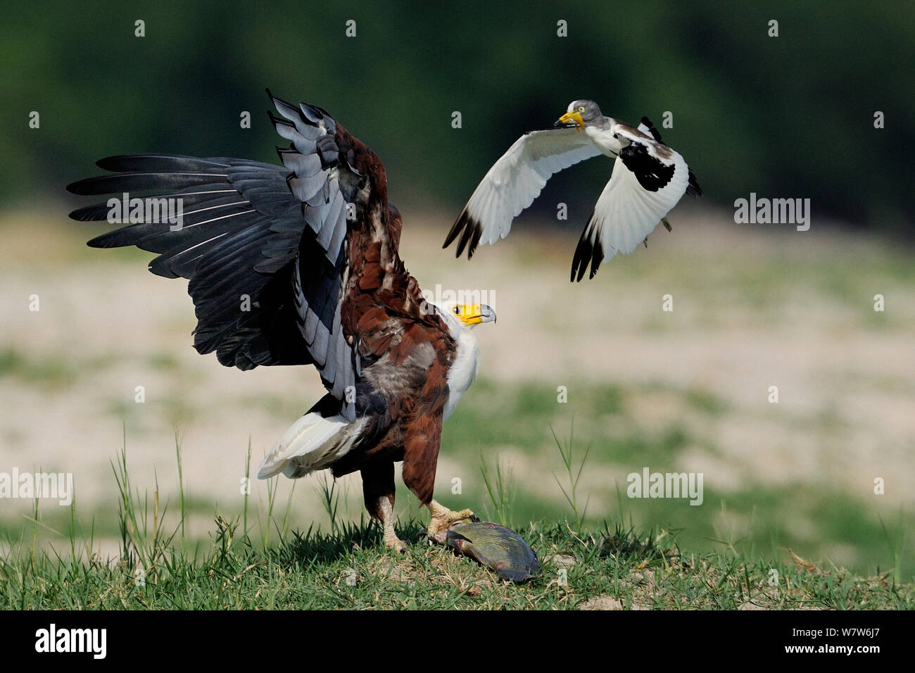 Couronné blanc sociable (Vanellus albiceps) attaquer les poissons de l'Afrique blanche (Haliaeetus vocifer) atterrissage à Brème, rivière Chobe, au Botswana, en novembre. Banque D'Images