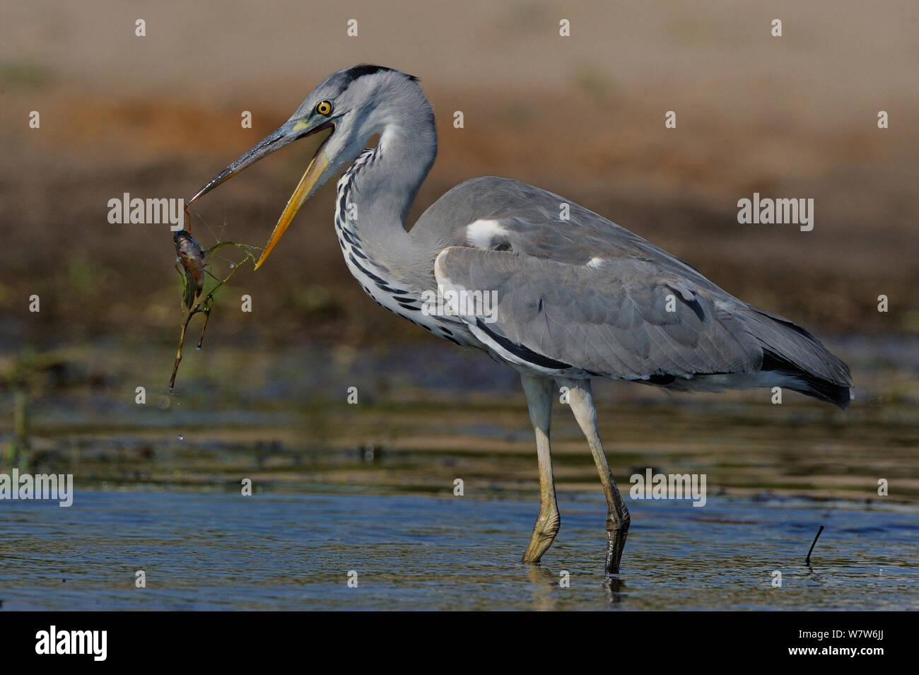 Héron à tête noire (Ardea melanocephala) prendre proie, rivière Chobe, au Botswana, en mai. Banque D'Images