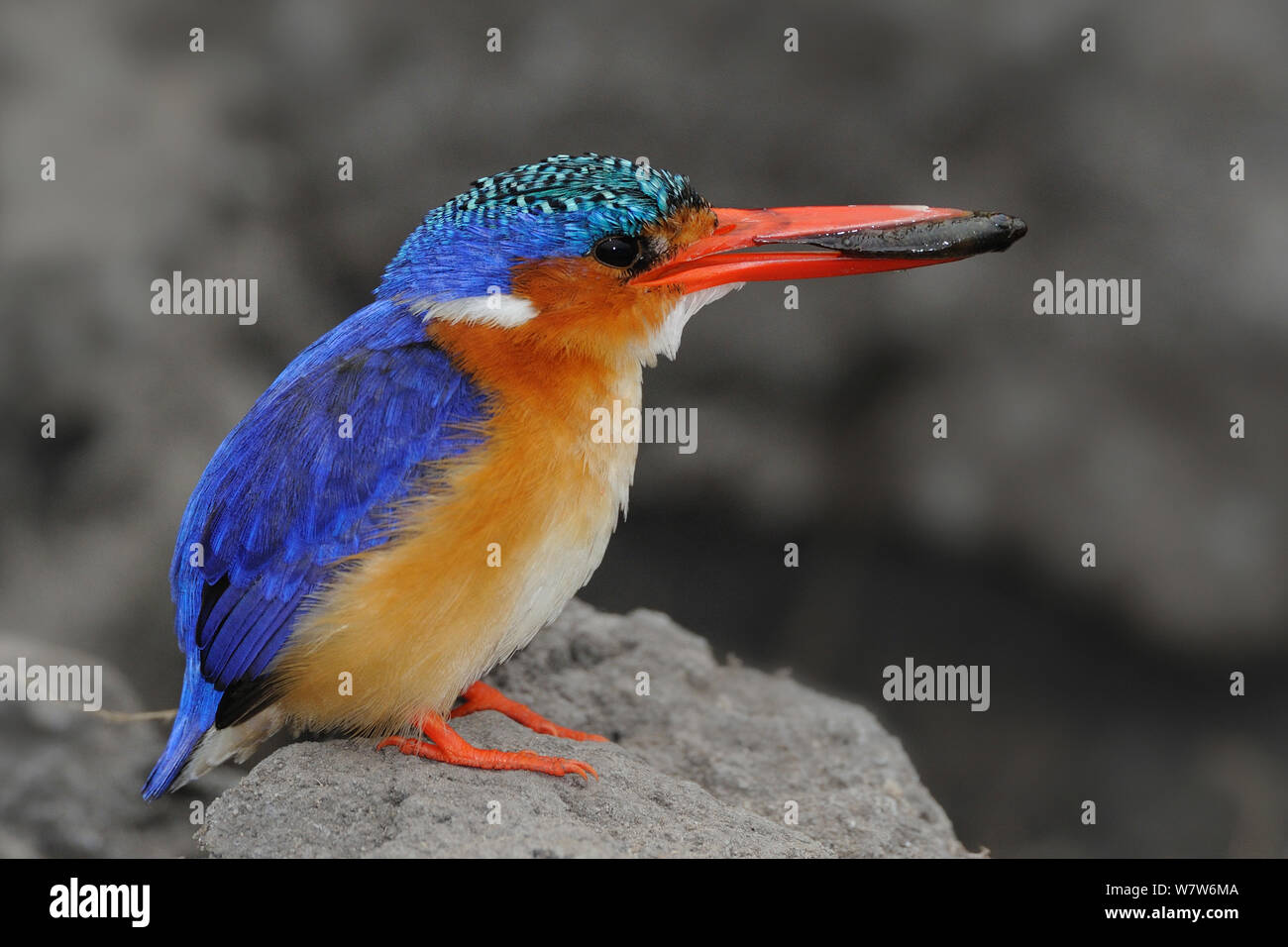 Martin-pêcheur huppé (Alcedo cristata) avec le poisson dans son bec, rivière Chobe, au Botswana, en juillet. Banque D'Images