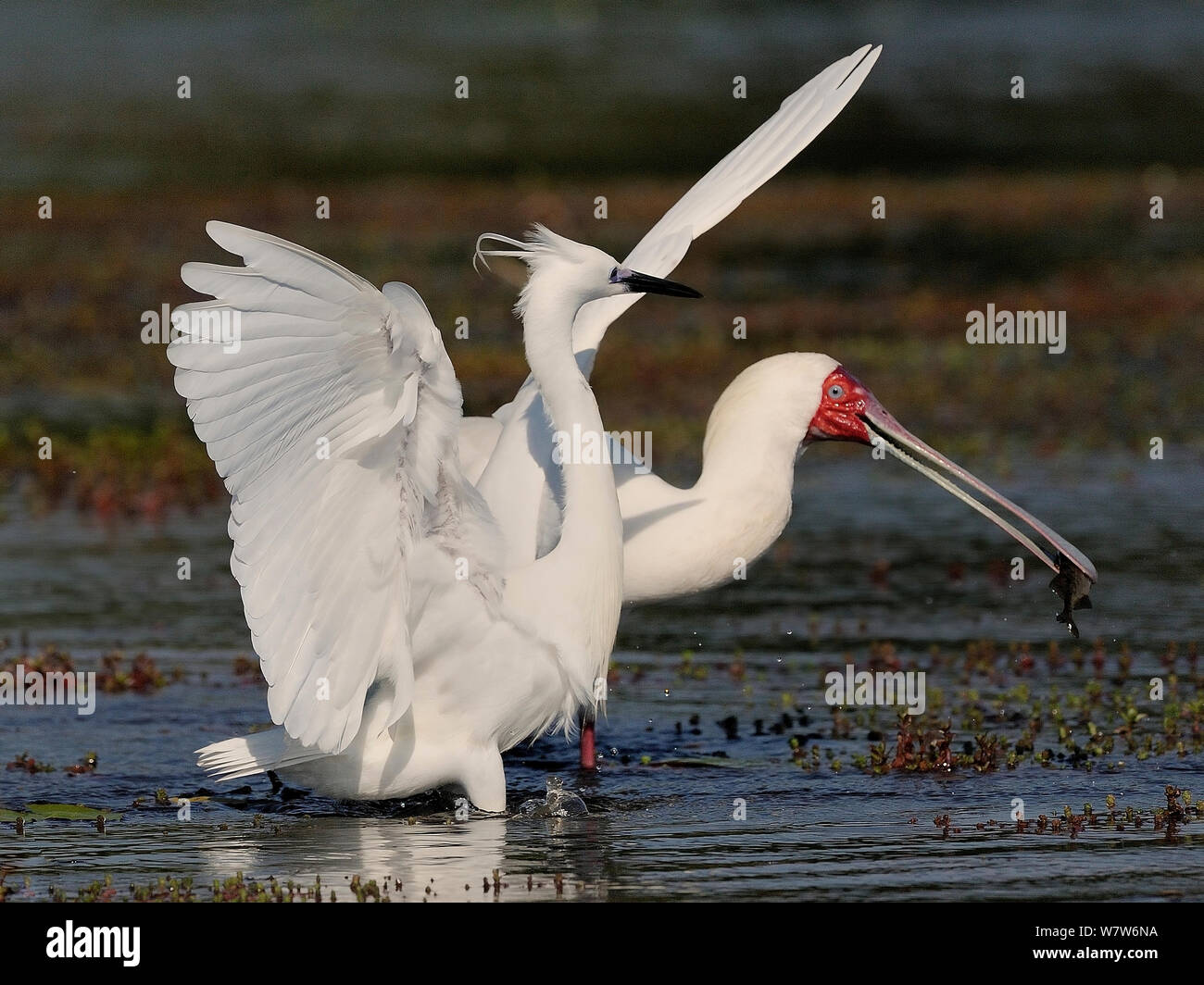Aigrette garzette (Egretta garzetta) attendent la spatule d'Afrique (Platalea alba) avec des poissons en bec de faire une erreur de sorte qu'il peut voler ses captures, rivière Chobe, au Botswana. Banque D'Images