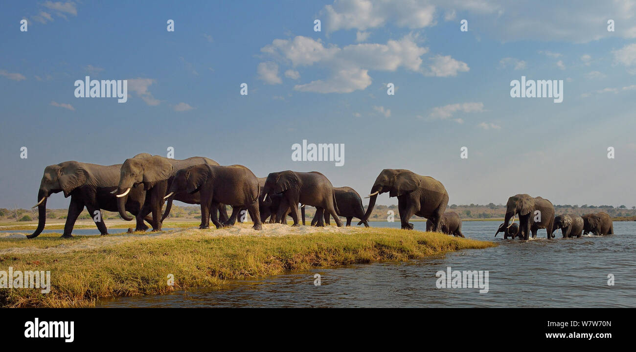 L'éléphant africain (Loxodonta africana) herd crossing river sur une petite île, rivière Chobe, au Botswana, en août, les espèces vulnérables. Banque D'Images