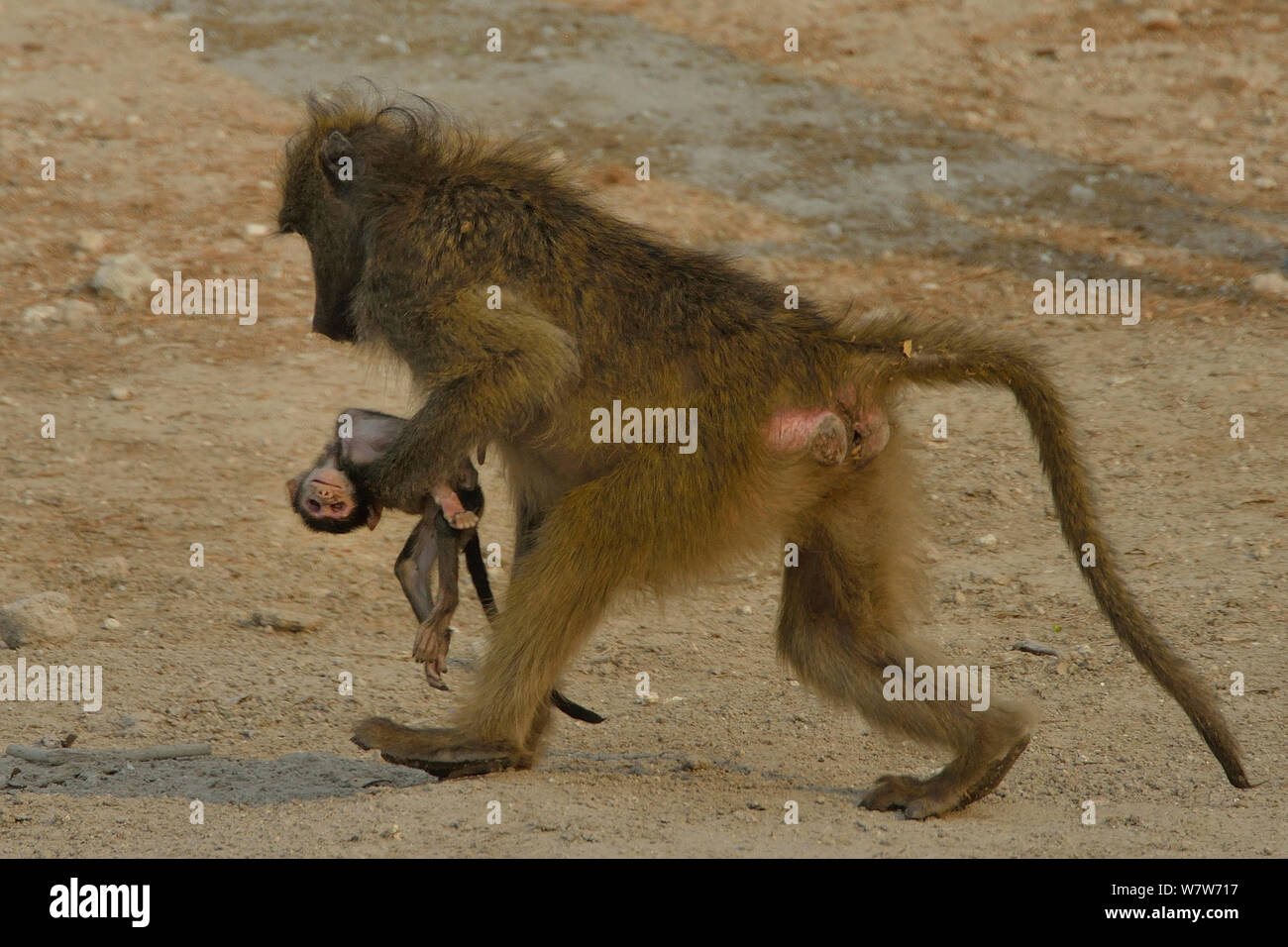 Babouin Chacma (Papio ursinus) femmes exerçant son bébé mort, hobe River, au Botswana. Banque D'Images