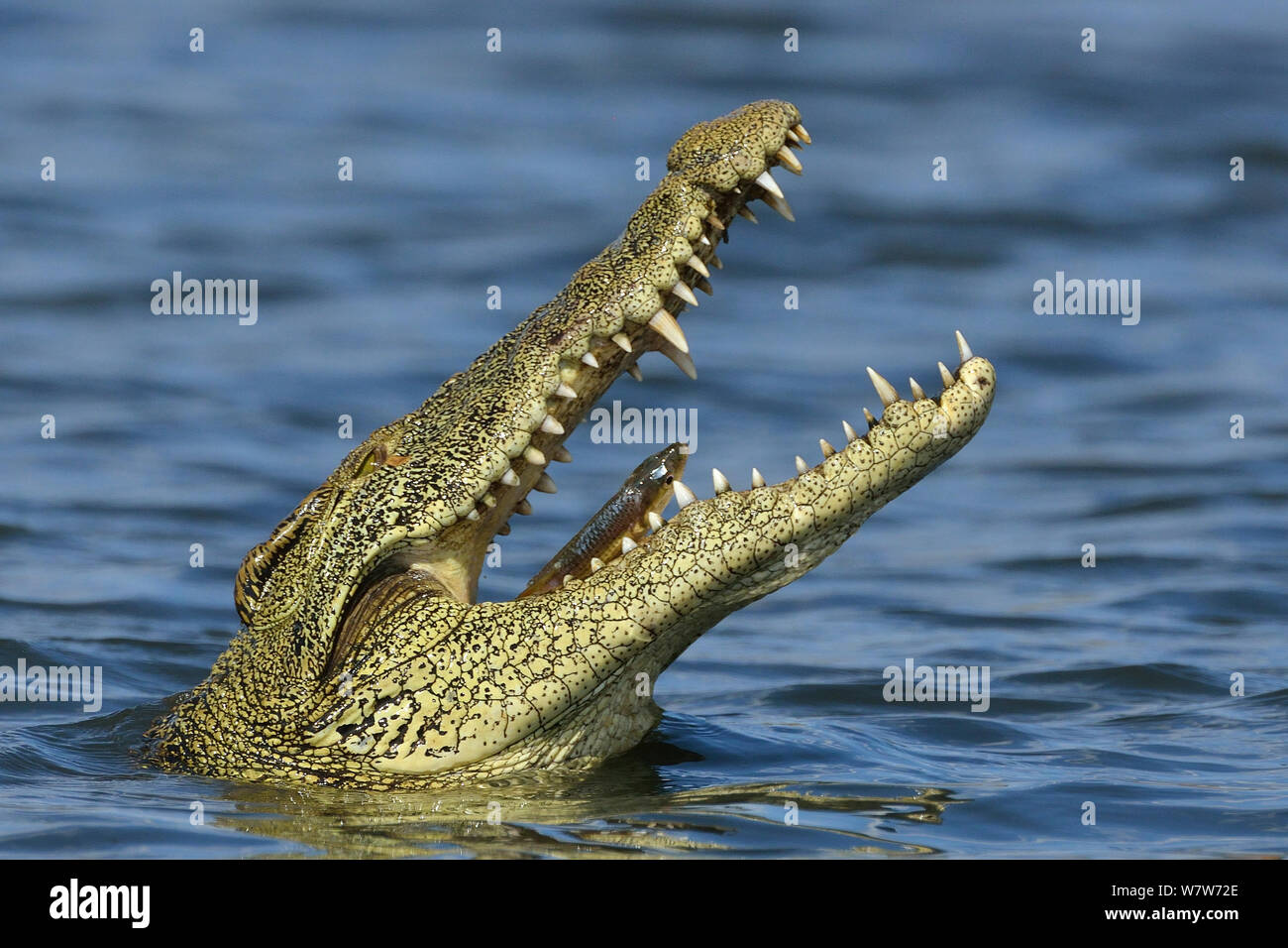 Le crocodile du Nil (Crocodylus niloticus) avaler leur proie, rivière Chobe, au Botswana, en novembre. Banque D'Images