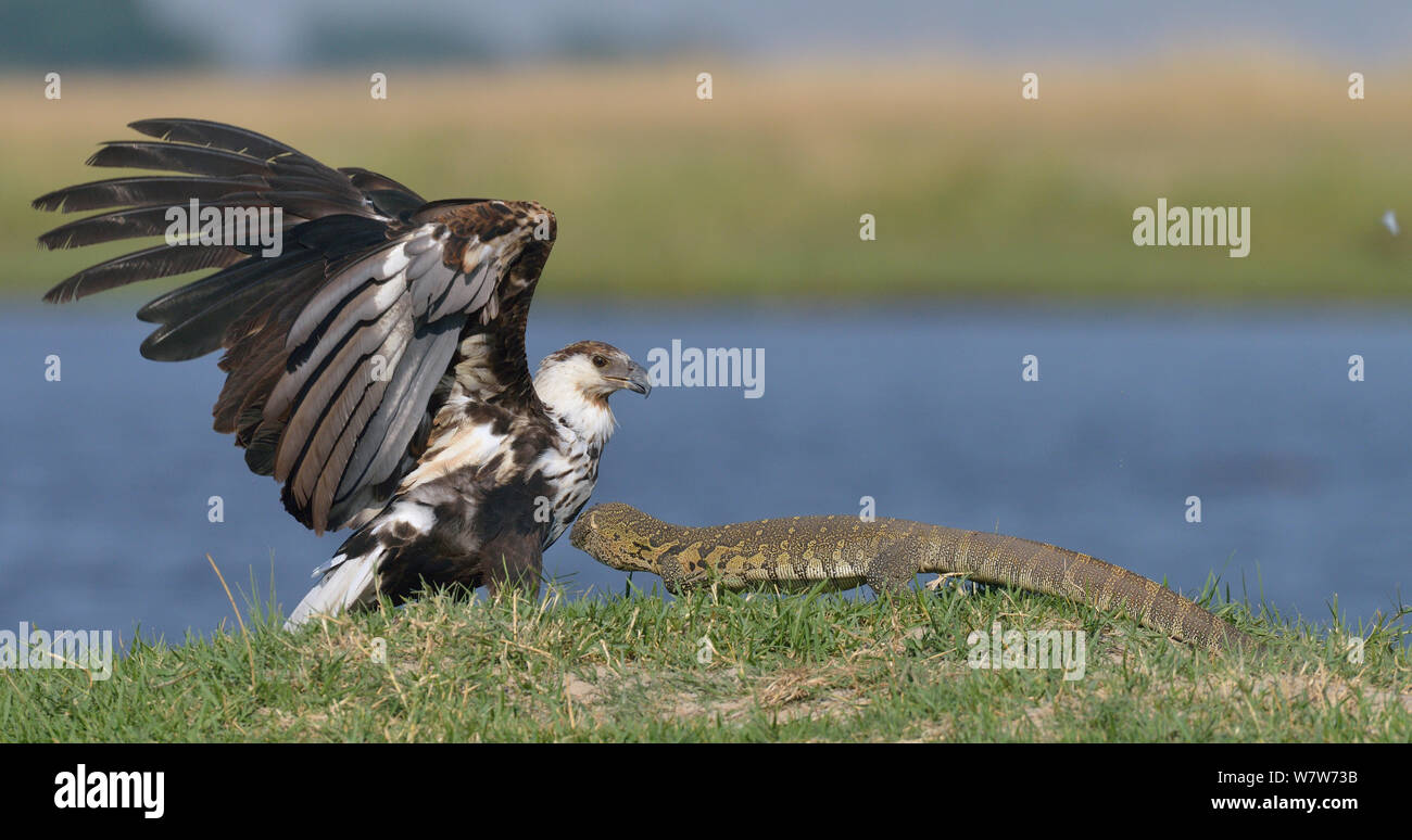 Poissons d'Afrique juvénile blanche (Haliaeetus vocifer) s'éloigner d'un varan du Nil (Varanus niloticus) rivière Chobe, au Botswana, en novembre. Banque D'Images