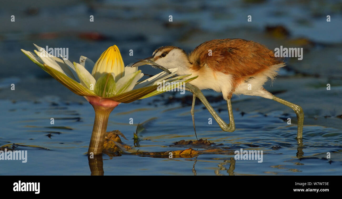 Afrique juvénile jacana (Actophilornis africana) pour les insectes dans l'eau, fleur de lys rivière Chobe, au Botswana, en mai. Banque D'Images