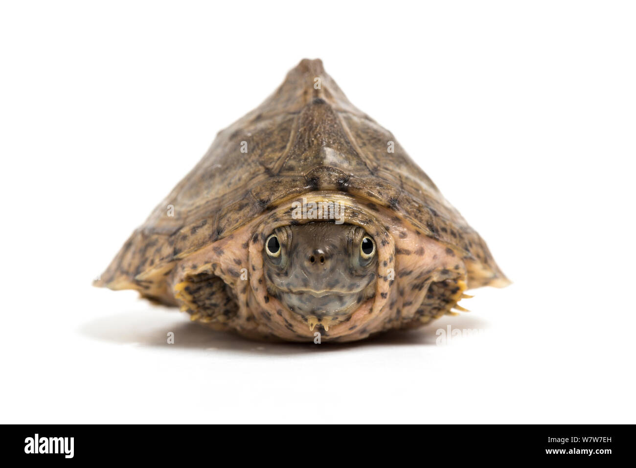 Razorback tortue musquée (Sternotherus carinatus) juvenile, retiré en shell, à partir de la captivité des États-Unis. Banque D'Images