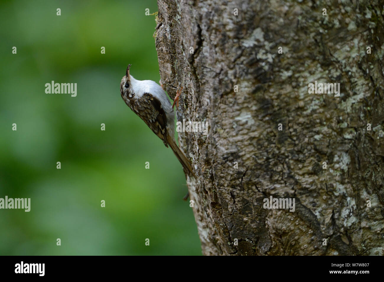 Bruant eurasien (Certhia familiaris) sur le tronc de l'arbre, Vosges, France, juin. Banque D'Images