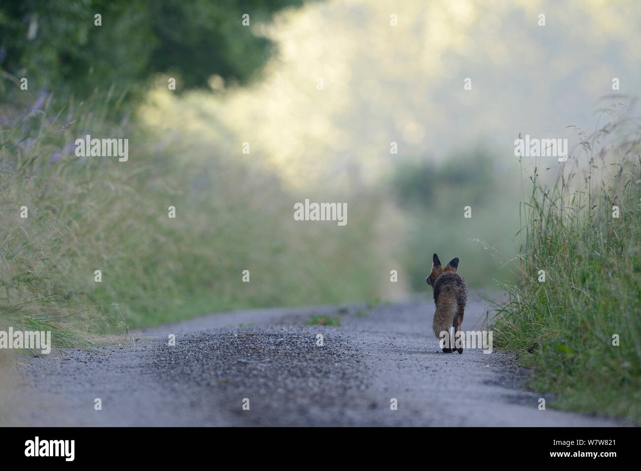 Le renard roux (Vulpes vulpes) walking down country lane, Vosges, France, juillet. Banque D'Images