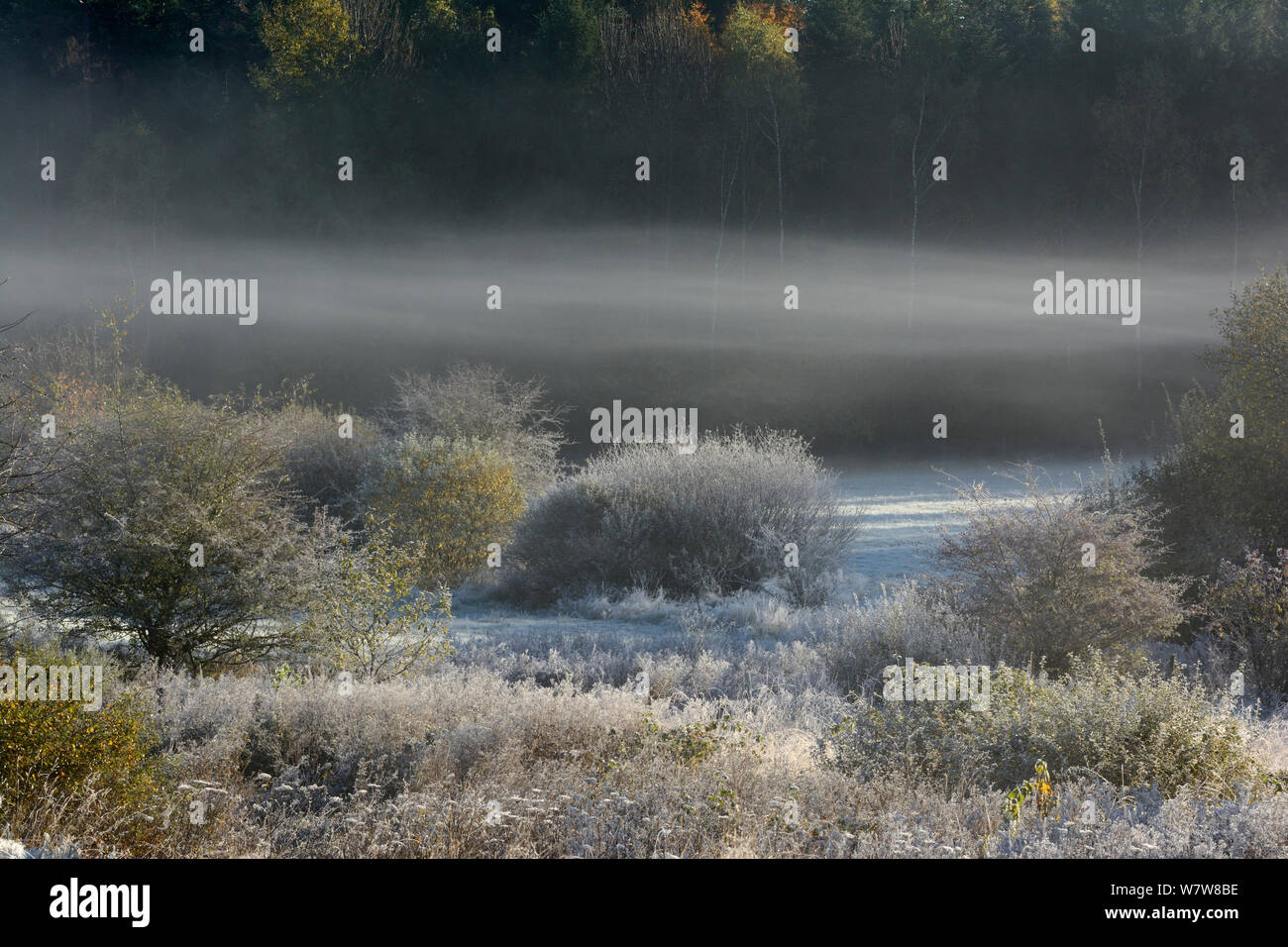 Premières gelées de l'automne et de la brume au maquis, Vosges, France, octobre 2013. Banque D'Images