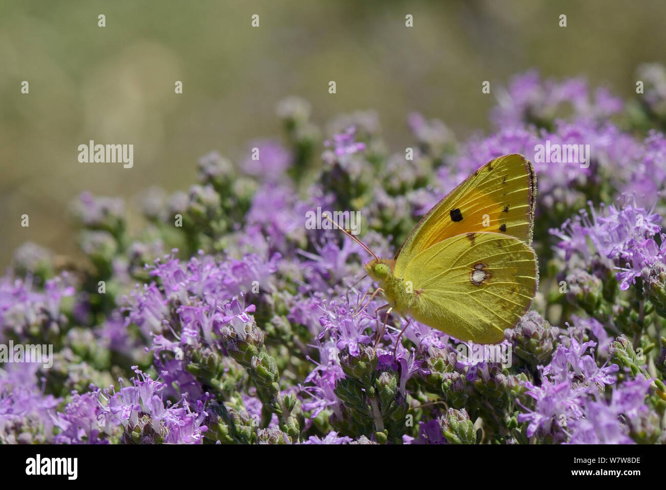 Papillon jaune assombrie (Colias croceus) se nourrissant de dirigé le thym serpolet / Thymus capitatus (fleurs), Crète, Grèce, mai. Banque D'Images