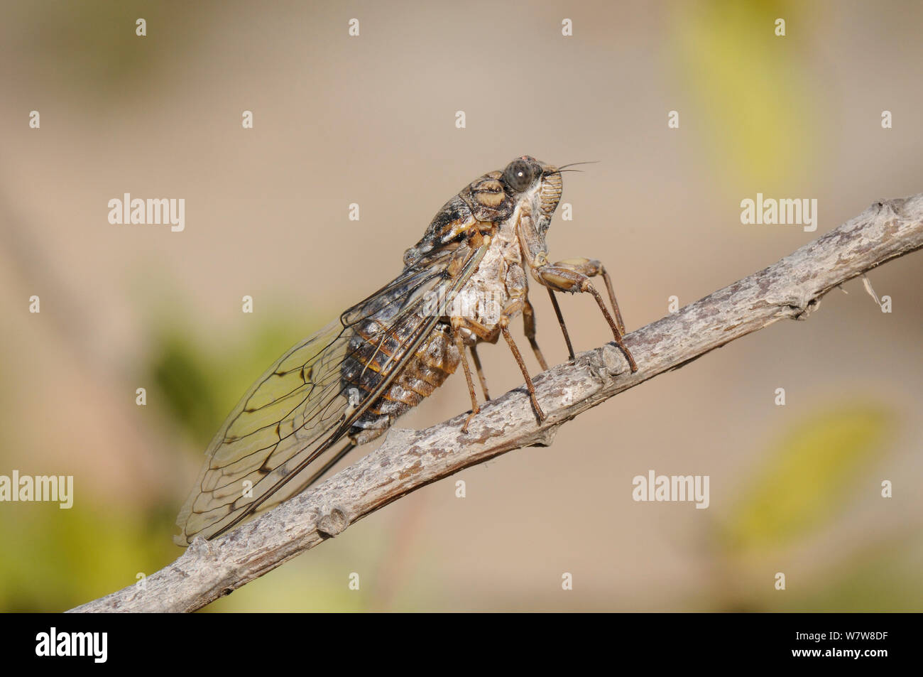 Cigale Cicada orni (gris) sonder une brindille avec son stylet, Kilada, Péloponnèse, Grèce, en août. Banque D'Images