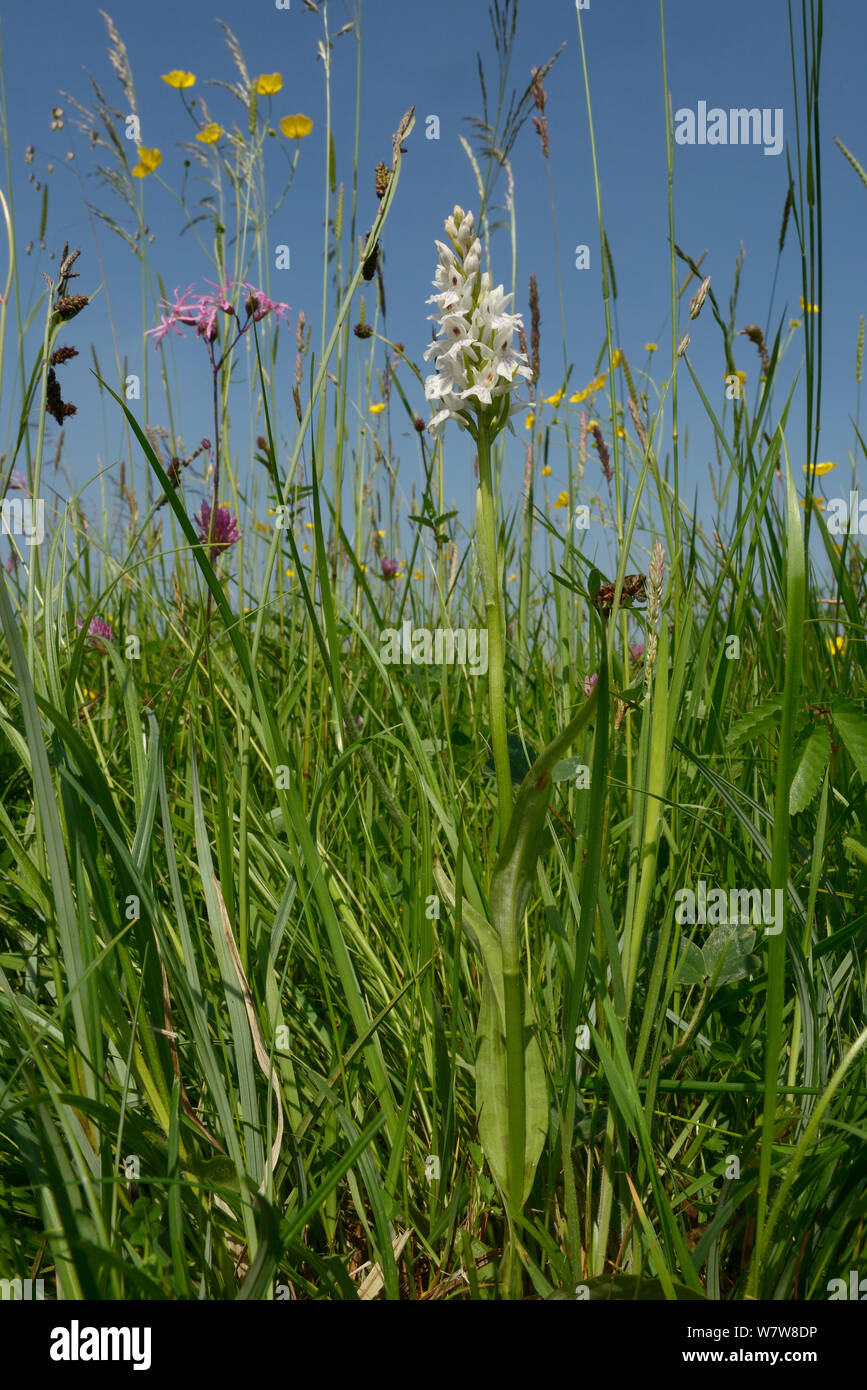 La commune de l'ouest (Dactylorhiza fuchsii), forme pâle, aux côtés de floraison Ragged robin (Silene flos-cuculi) Commune de renoncules (Ranunculus acris) et le trèfle rouge (Trifolium pratense) dans un pré de foin, Wiltshire, Royaume-Uni, juin. Banque D'Images