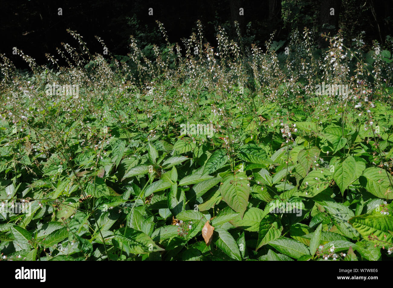 Enigme de l'(Circaea lutetiana morelle) peuplement dense floraison dans un défrichement des terres forestières, Gloucestershire, Royaume-Uni, juillet. Banque D'Images