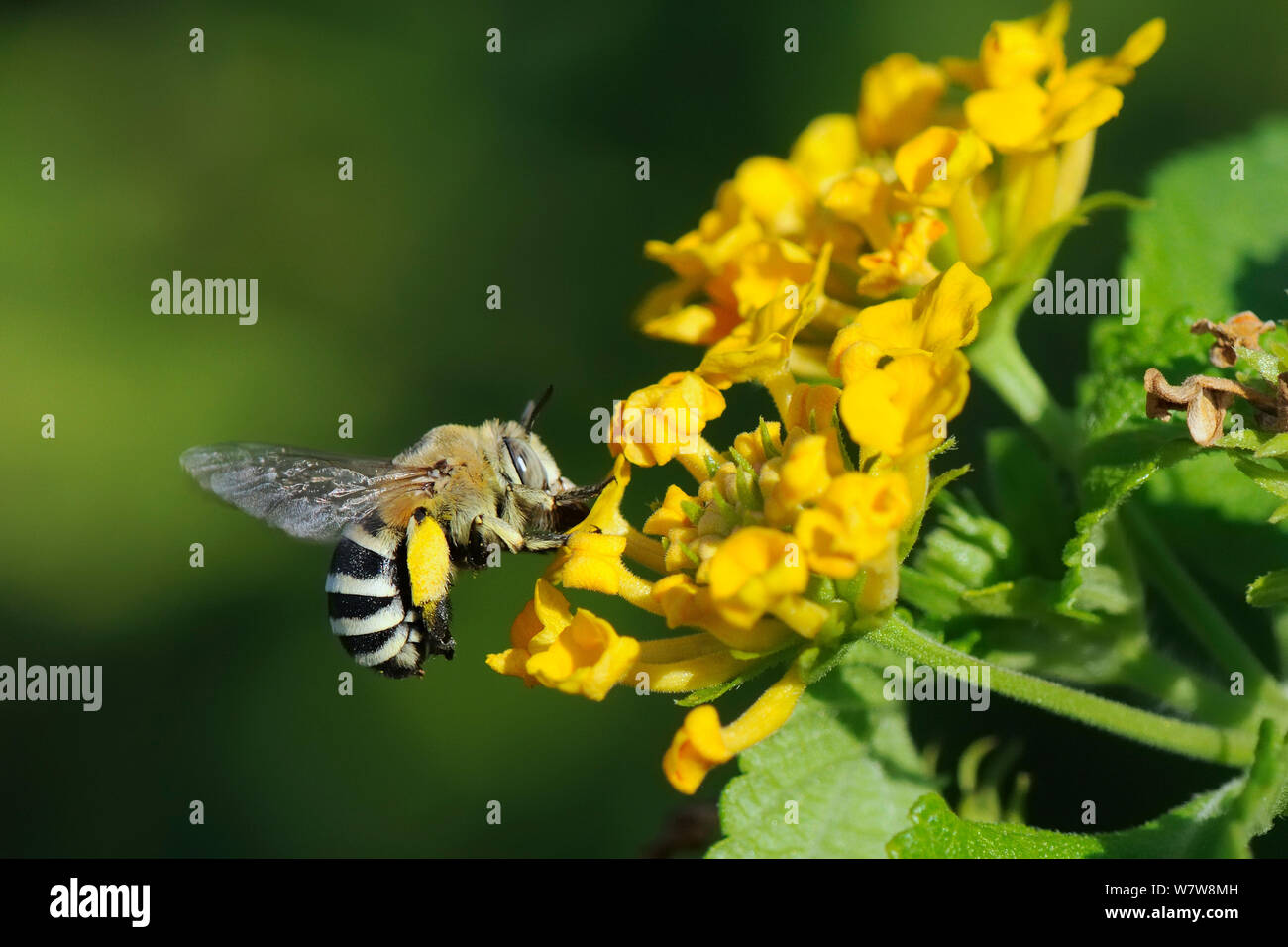 White-banded digger (abeille Amegilla quadrifasciata), planant comme il nectars sur fleurs Lantana (Lantana camara), Kilada, en Grèce, en août. Banque D'Images