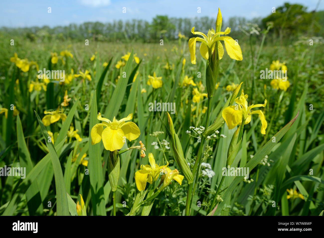 Drapeau jaune (Iris pseudacorus Iris) floraison dans un fossé dans une plaine humide pré, Wiltshire, Royaume-Uni, juin. Banque D'Images