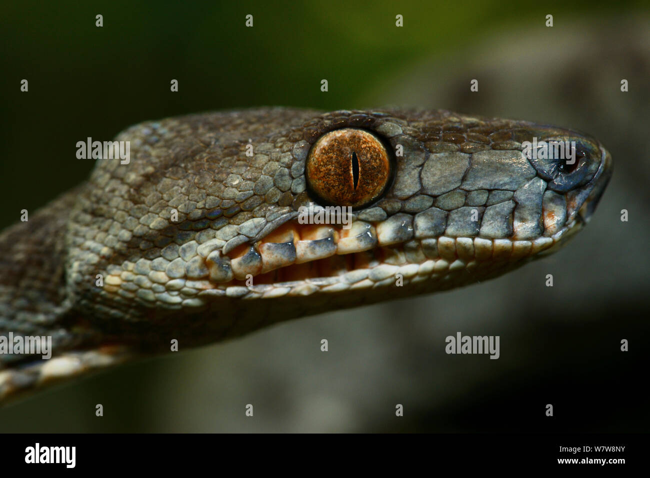 Amazon tree boa (Corallus hortulanus) close up of face, Guyane Banque D'Images