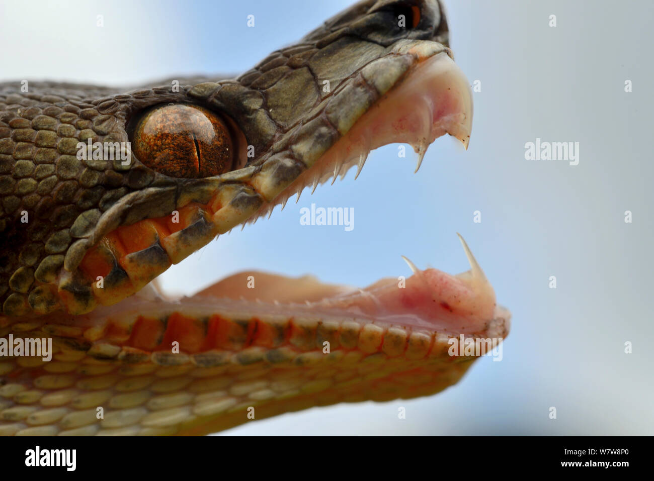 Amazon tree boa (Corallus hortulanus) close up of face, baring crocs, Guyane Banque D'Images