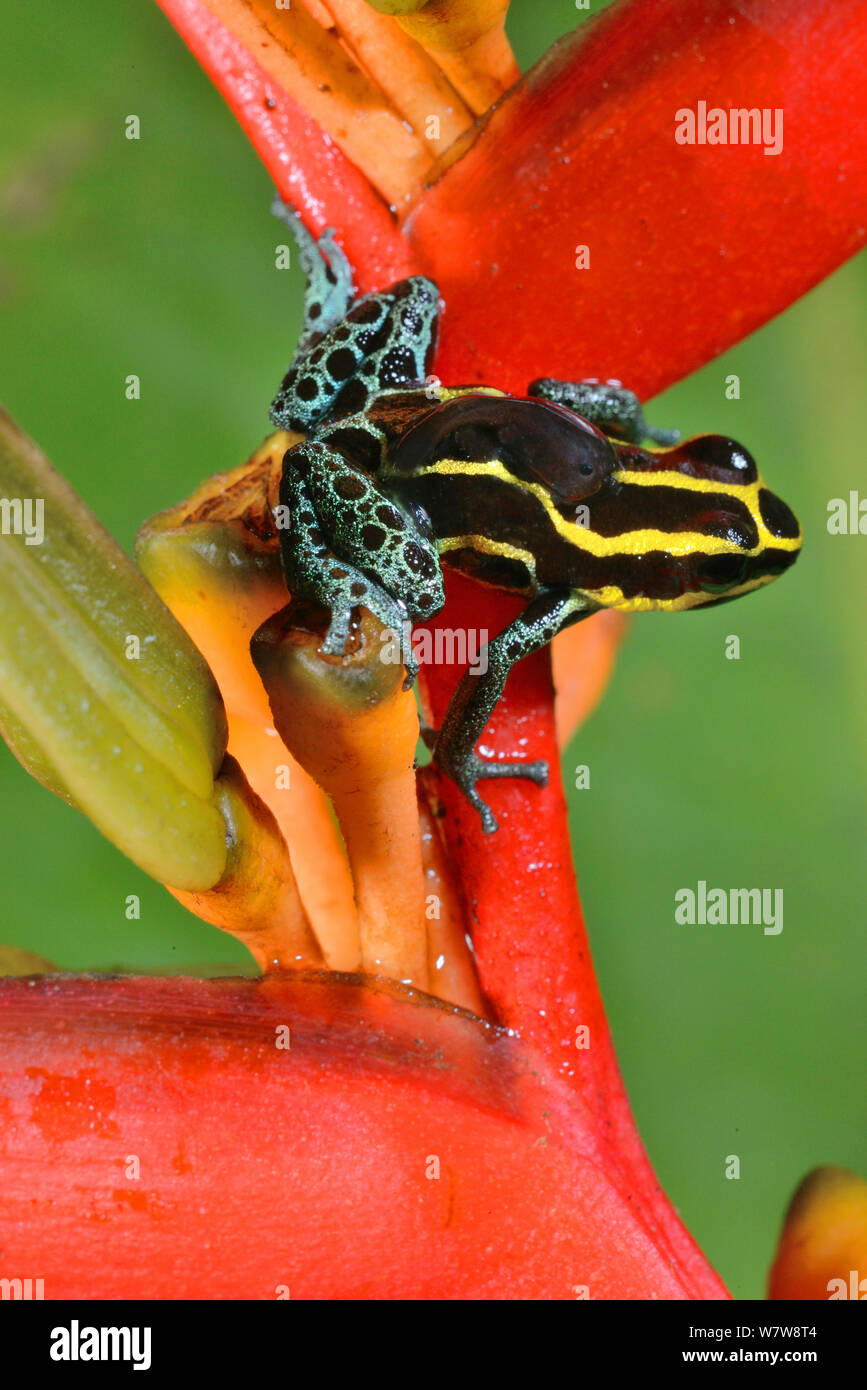 Grenouille poison réticulée (Ranitomeya ventrimaculata) avec un têtard à l'arrière, sur Heleconius fleur, Guyane française. Banque D'Images