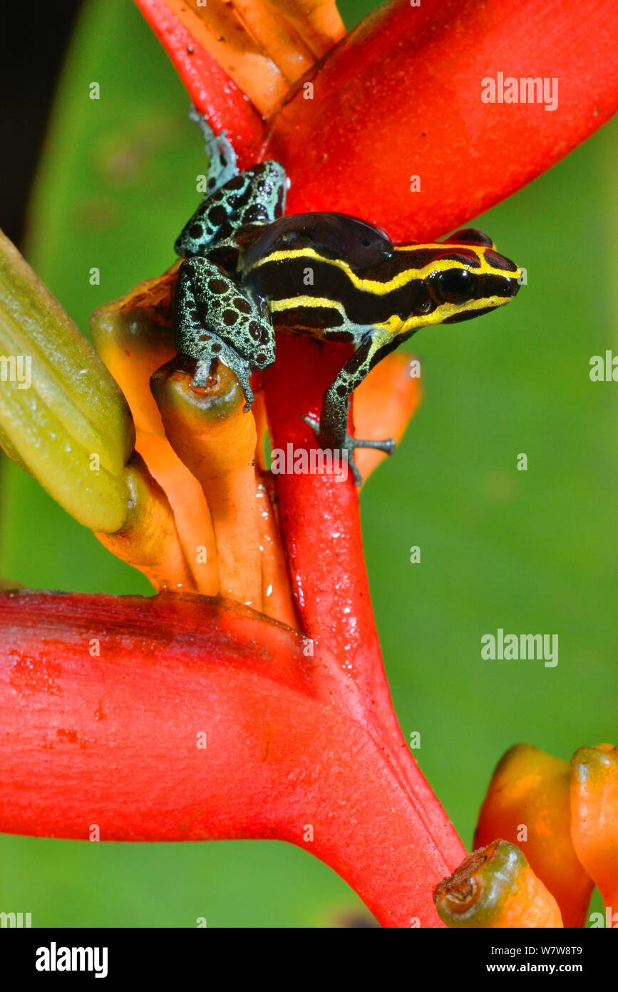 Grenouille poison réticulée (Ranitomeya ventrimaculata) avec un têtard à l'arrière, sur Heleconius fleur, Guyane française. Banque D'Images