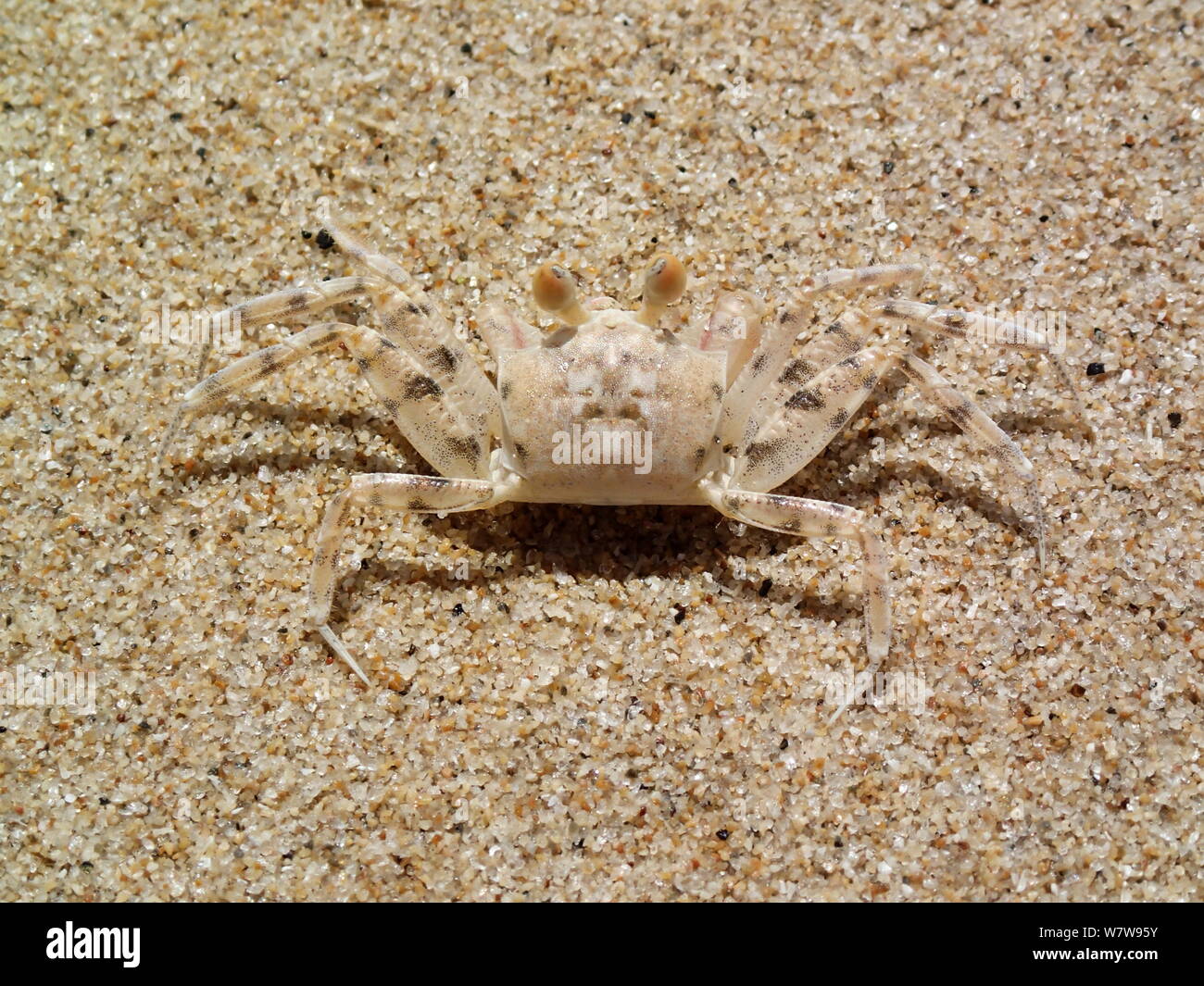 Crabe fantôme de camouflage sur le sable Banque D'Images