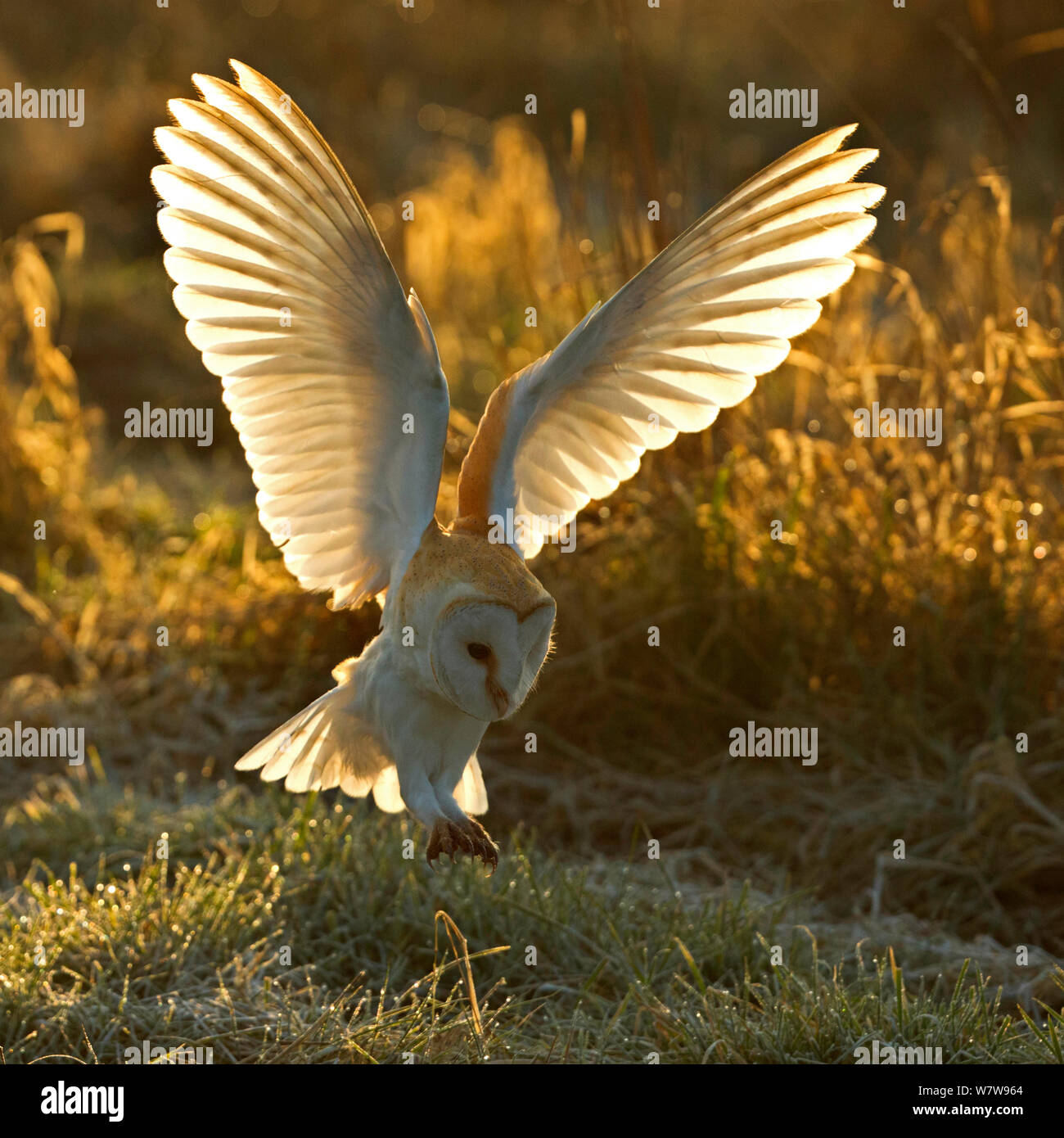 Effraie des clochers (Tyto alba) la chasse au lever du soleil, au Royaume-Uni, en mars. Banque D'Images