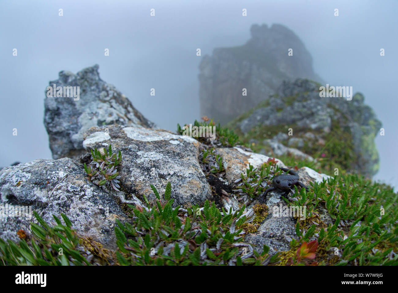 Salamandre alpestre (Salamandra atra) dans l'habitat misty, Alpes Bernoises, Suisse, juillet. Banque D'Images