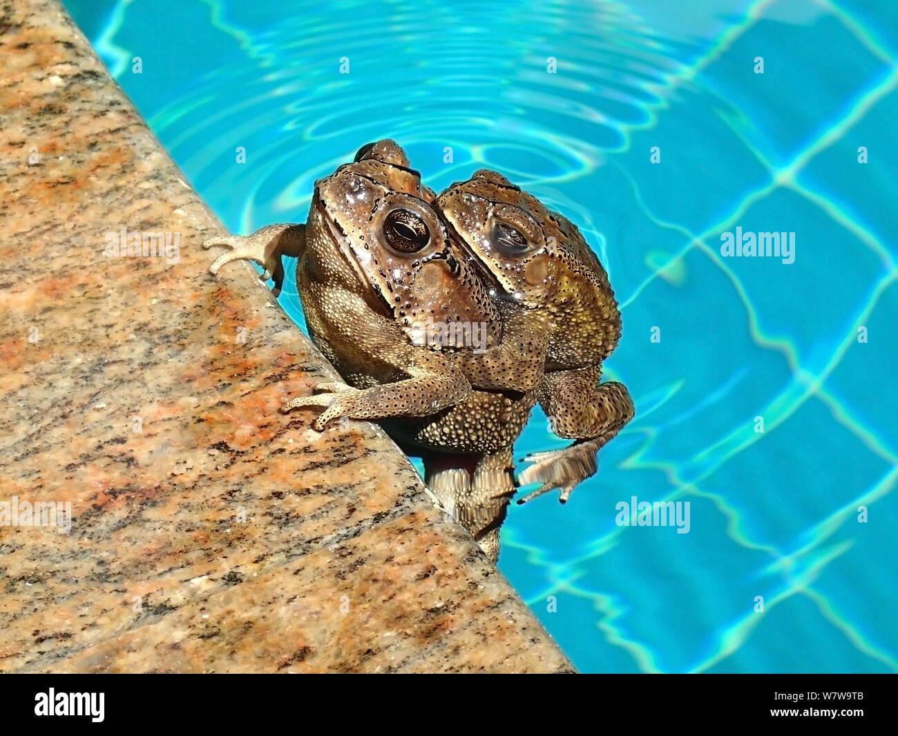 Couple de crapauds communs asiatiques, Bufo melanostictus Banque D'Images