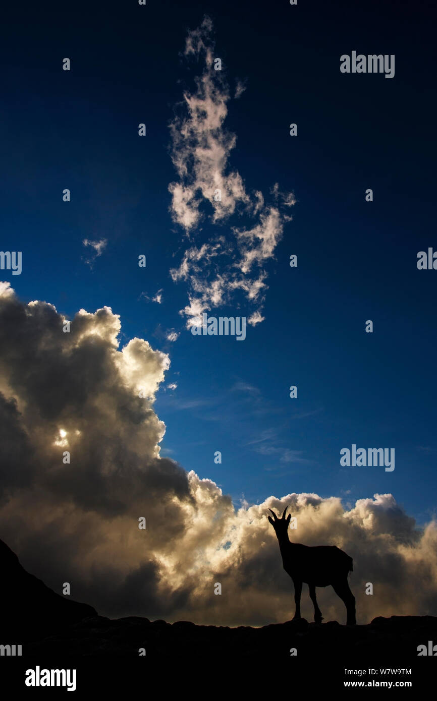 Bouquetin des Alpes (Capra ibex) silhouetted against cloudy sky, Alpes Bernoises, Suisse, août. Banque D'Images