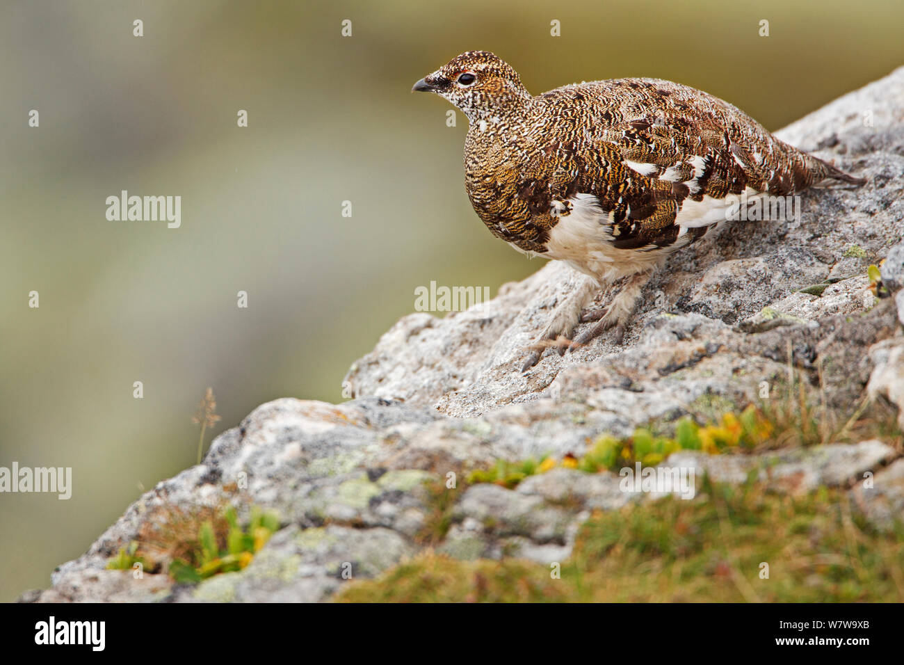 Le lagopède alpin (Lagopus muta) plumage en été, Alpes Bernoises, Suisse, août. Banque D'Images