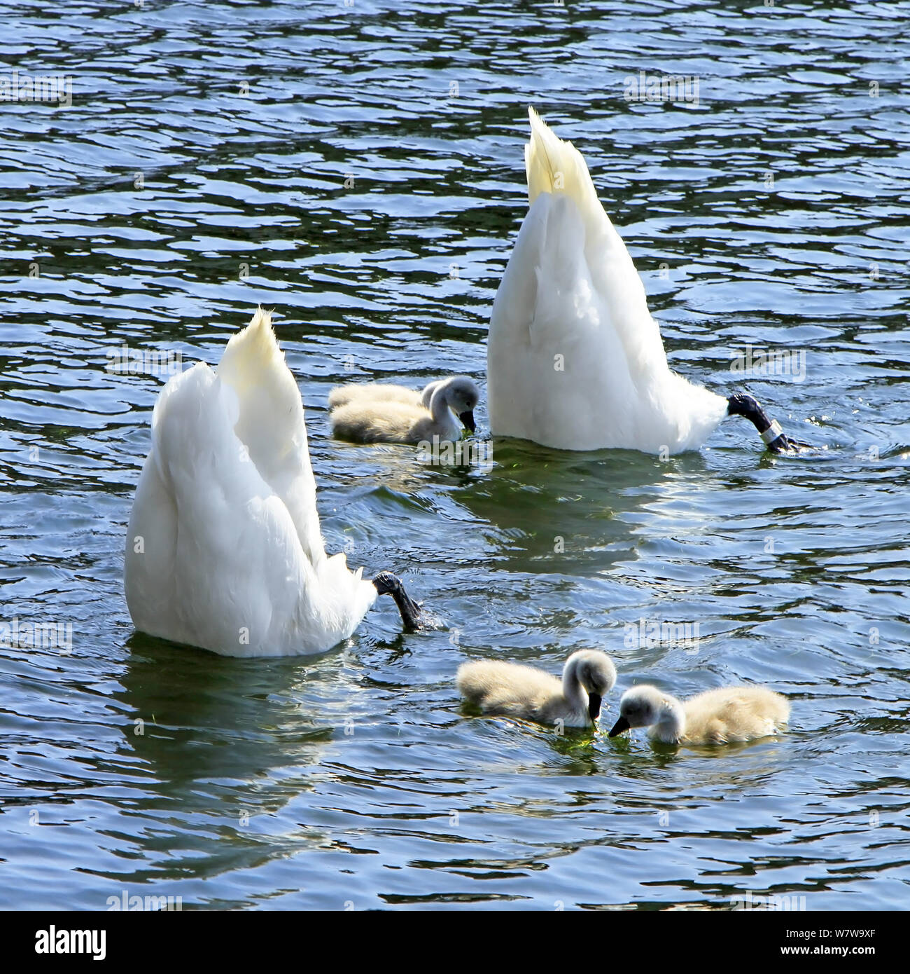 Famille Swan à l'envers dans l'eau Banque D'Images