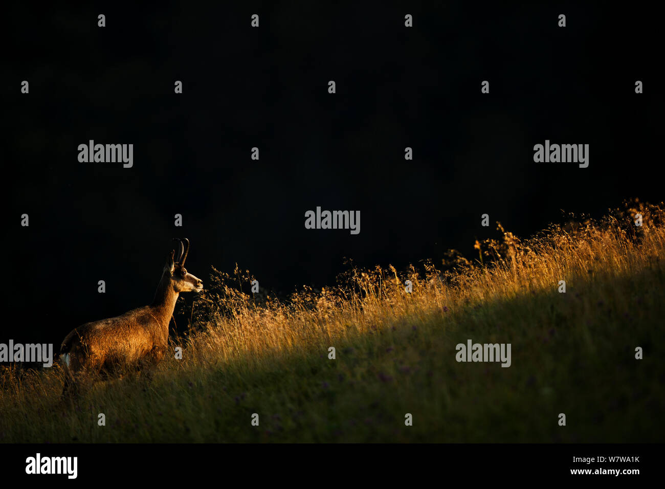 Chamois (Rupicapra rupicapra) Profil, Vosges, France, en juillet. Banque D'Images