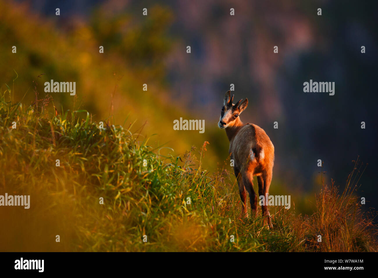 Chamois (Rupicapra rupicapra) Vue arrière, Vosges, France, en juillet. Banque D'Images