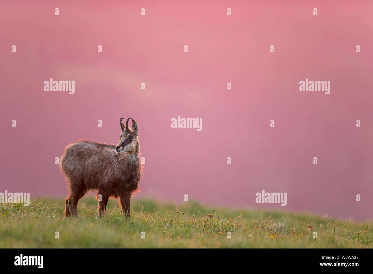 Chamois (Rupicapra rupicapra) à l'aube, Vosges, France, juin. Banque D'Images