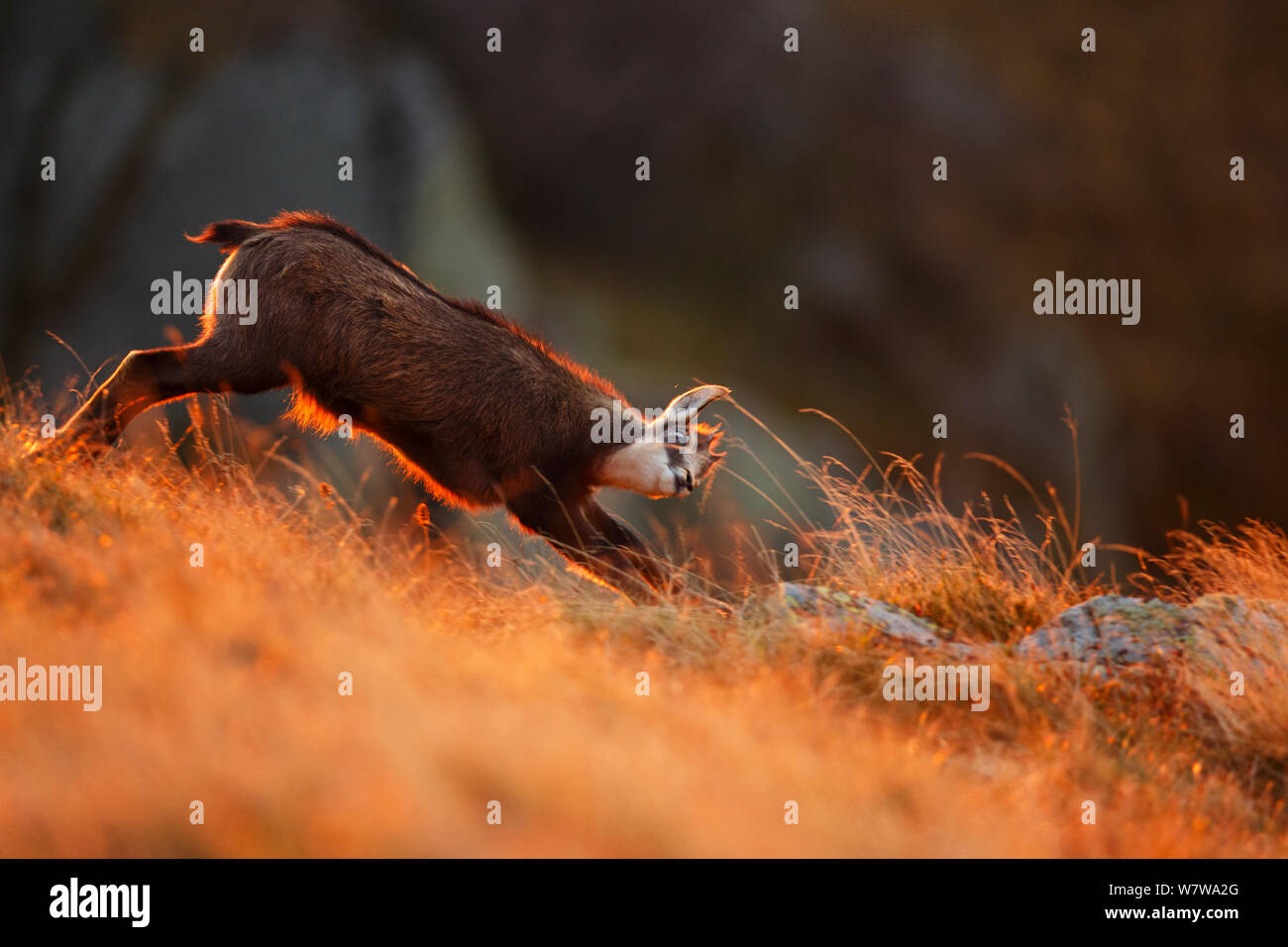 Chamois (Rupicapra rupicapra) s'étendant à l'aube, Vosges, France, octobre. Banque D'Images