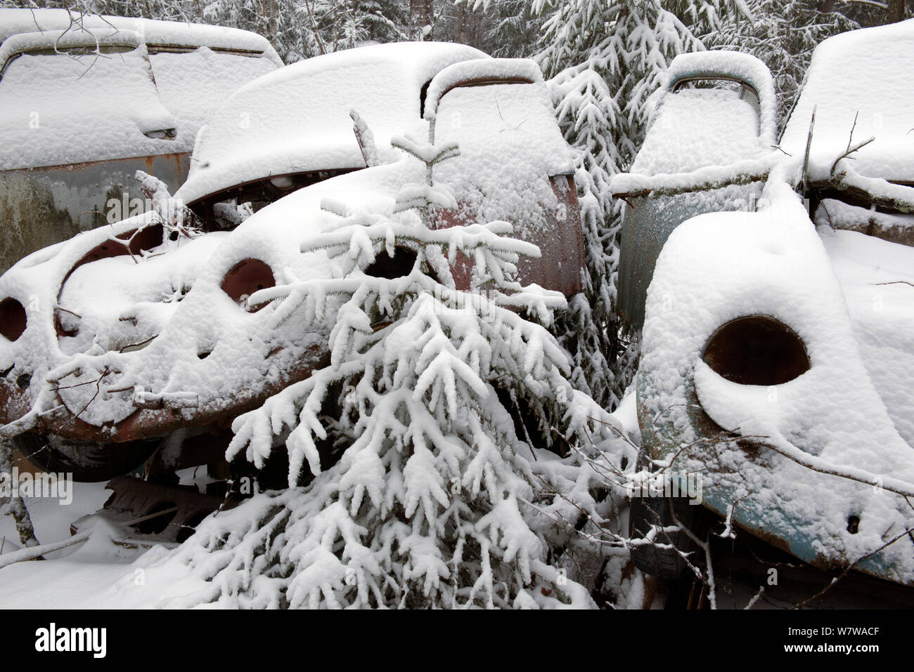 Voitures couvertes de neige dans la région de Bastnas cimetière de voiture, Plaque, Suède, décembre. Banque D'Images