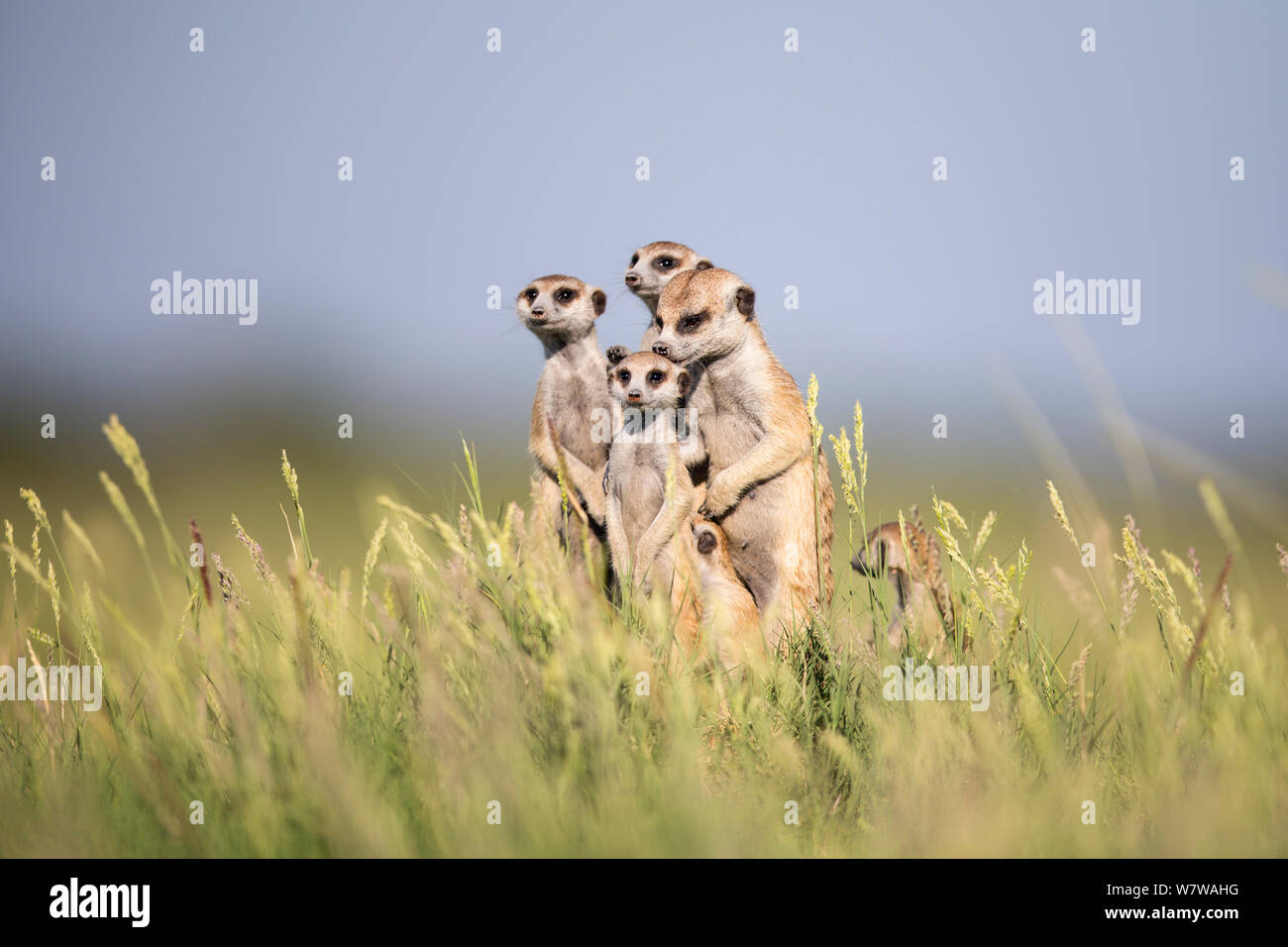 Meerkat (Suricata suricatta) groupe d'alerte permanent avec la mère, les jeunes de toilettage Makgadikgadi Pans, au Botswana. Banque D'Images