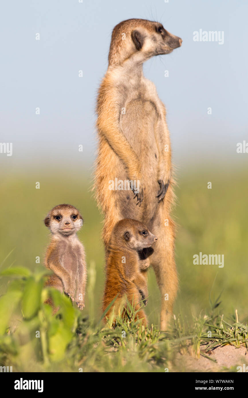 Meerkat (Suricata suricatta) Comité permanent des profils avec des bébés, Makgadikgadi Pans, au Botswana. Banque D'Images