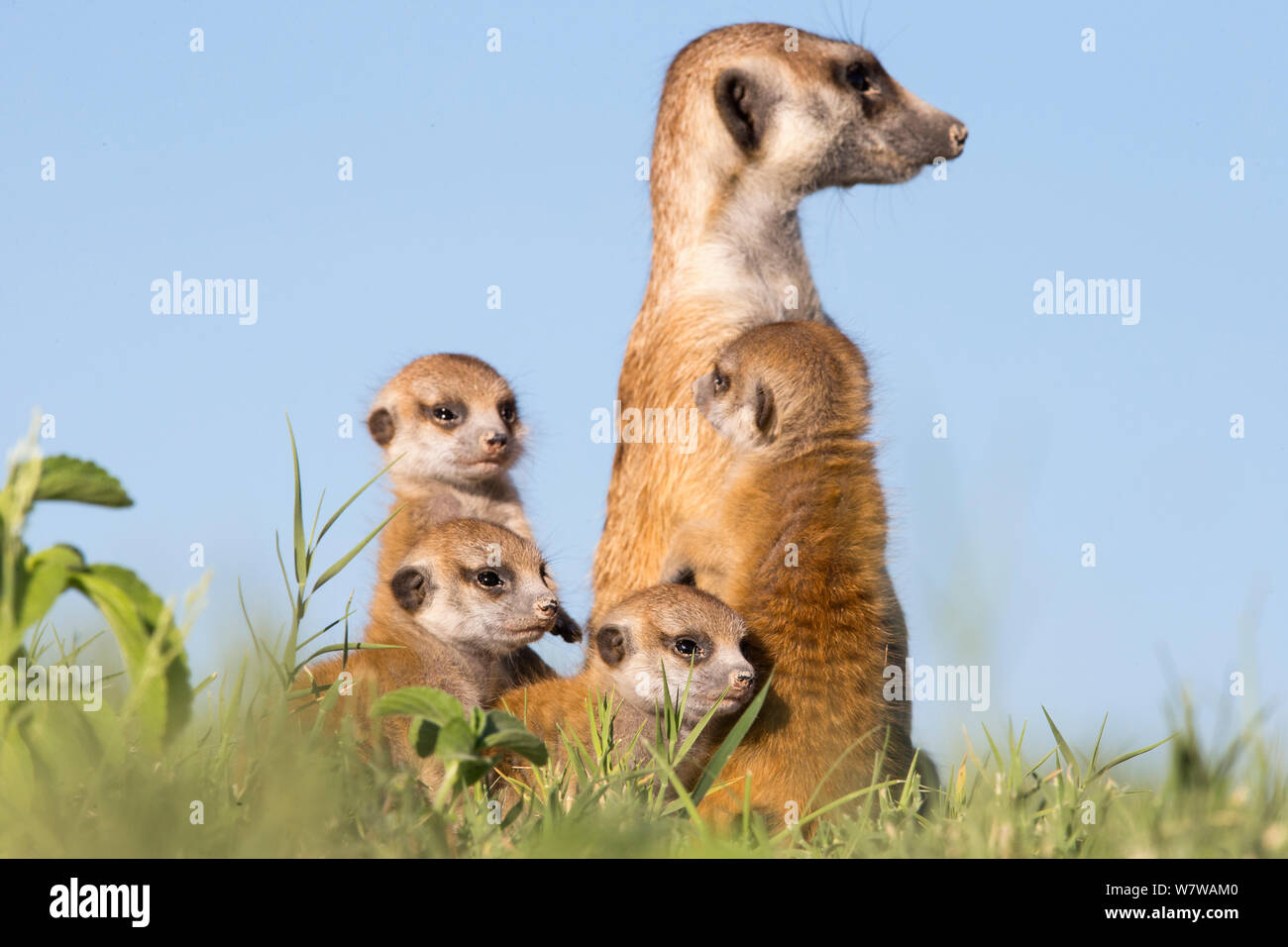 Meerkat (Suricata suricatta) des bébés avec des profils, Makgadikgadi Pans, au Botswana. Banque D'Images
