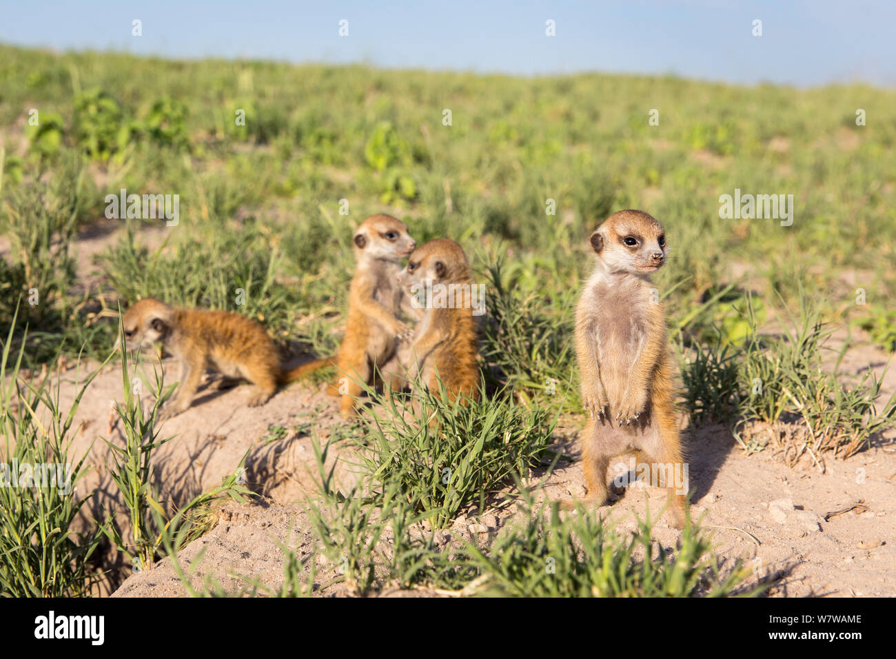 Meerkat (Suricata suricatta) les bébés, Makgadikgadi Pans, au Botswana. Banque D'Images