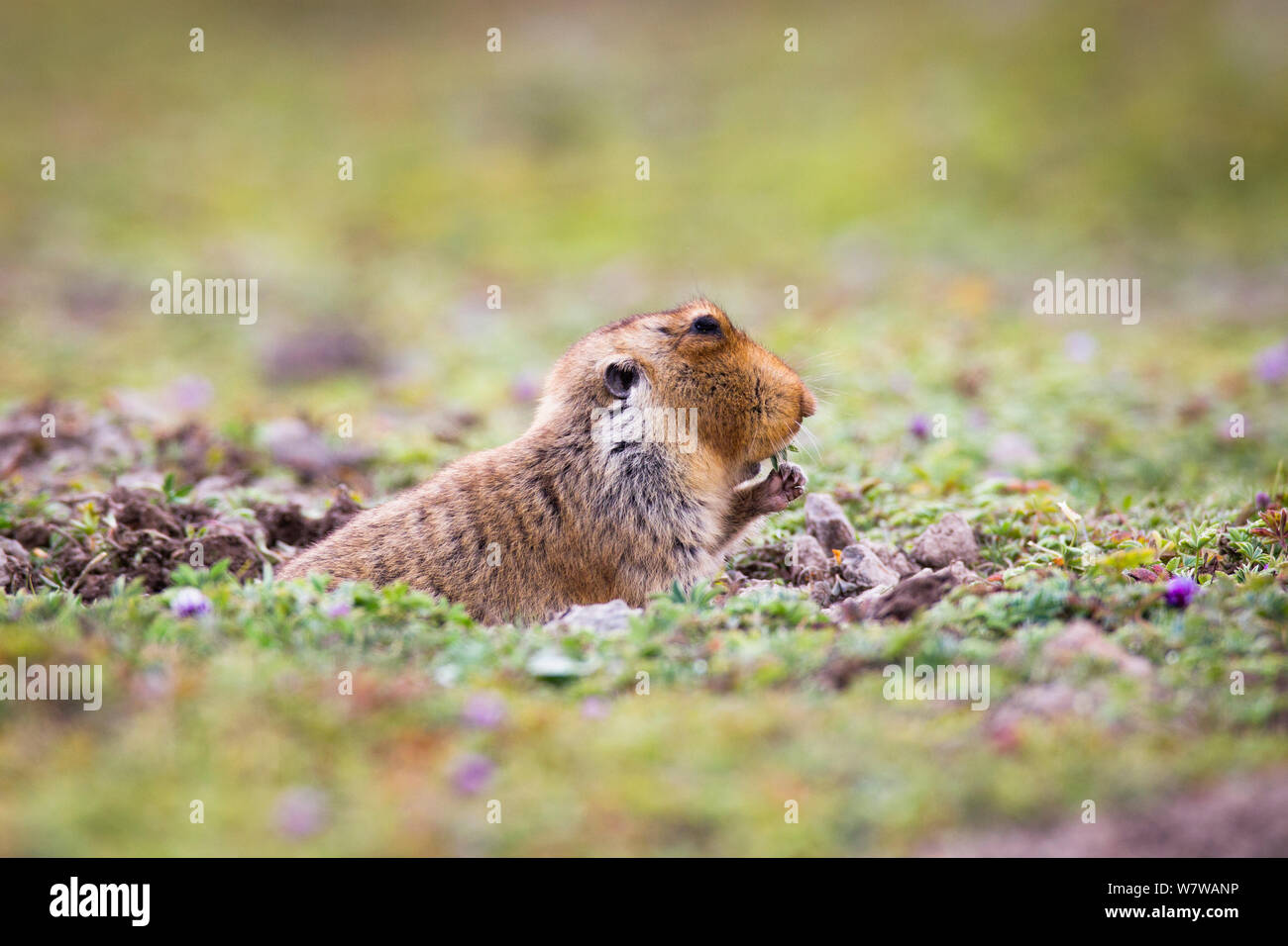 Platysternon mole rat (Tachyoryctes macrocephalus) apparaissant de son trou de balle, le parc national des montagnes, de l'Éthiopie. Banque D'Images