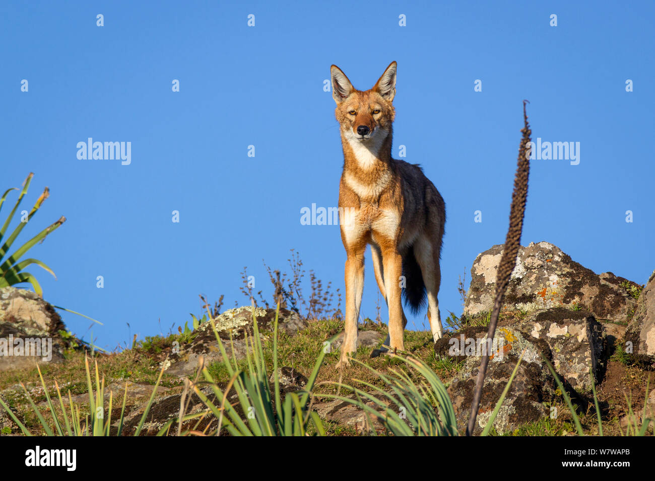 Loup éthiopien (Canis simensis) juvenile, Bale Mountains National Park, l'Éthiopie. Banque D'Images