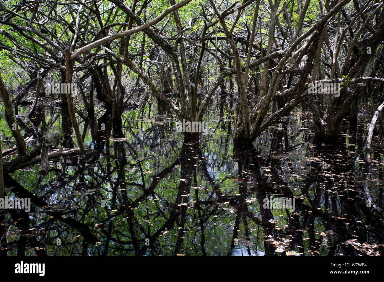 Les zones humides dans le parc botanique QEII, l'île Grand Cayman, îles Caïmans, mai 2012. Banque D'Images